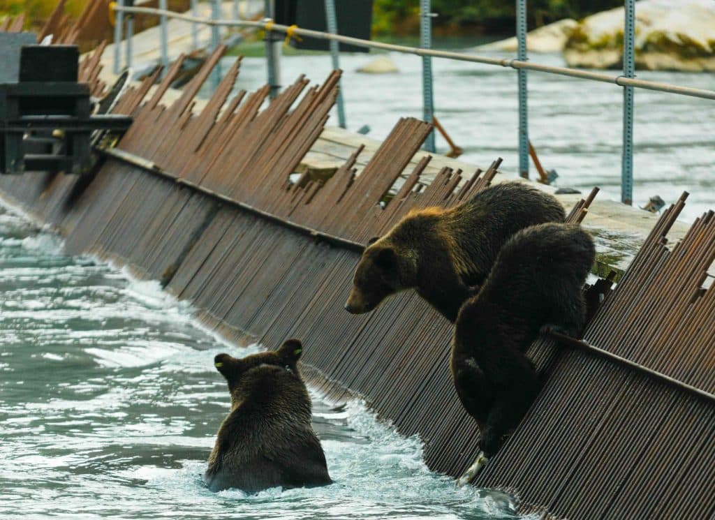 Alaska